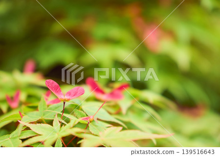A close-up of the red, propeller-like seeds of a maple tree and its fresh, vibrant green leaves. 139516643