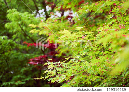 New green maple leaves bathed in soft light and propeller-shaped red seeds. New green maple leaves bathed in soft light and propeller-shaped red seeds. 139516689