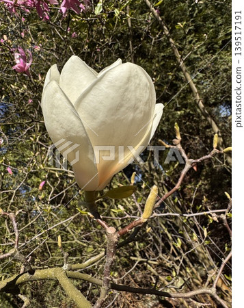 Cream Magnolia on Branch Cream Magnolia on Branch 139517191