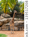 Giraffe Standing in Rocky Enclosure with Trees Overhead 139517208
