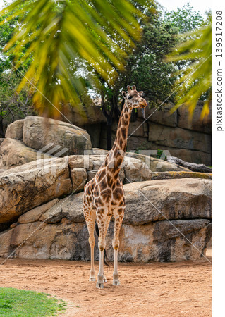 Giraffe Standing in Rocky Enclosure with Trees Overhead 139517208