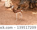 Elegant Gazelle Standing Near Rocky Outcrop 139517209