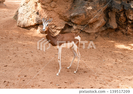Elegant Gazelle Standing Near Rocky Outcrop Elegant Gazelle Standing Near Rocky Outcrop 139517209