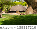 Lionesses Resting in the Shade on a Sunny Day 139517210