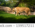 Lionesses Resting in the Shade on a Sunny Day 139517211