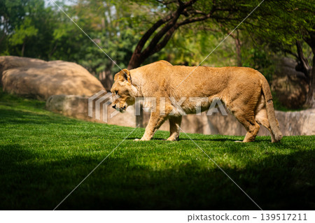 Lionesses Resting in the Shade on a Sunny Day 139517211