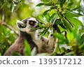 Ring-Tailed Lemur Exploring in Dense Green Foliage 139517212
