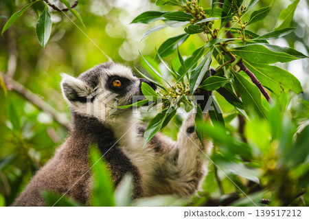 Ring-Tailed Lemur Exploring in Dense Green Foliage 139517212