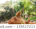 The meerkat or suricate is a small mongoose 139517213