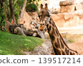 Close-Up of Giraffe Grazing on Lush Green Grass 139517214