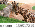 Close-Up of Giraffe Grazing on Lush Green Grass 139517215