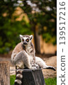 A shot of ring tailed lemur 139517216