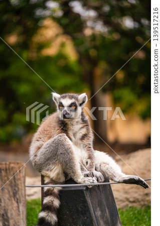A shot of ring tailed lemur A shot of ring tailed lemur 139517216