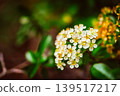 Ant on White Blossoms in Garden with Faded Flowers Nearby 139517217