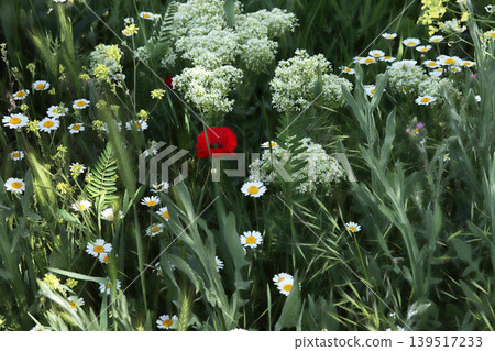 the variety of flowers in nature in spring the variety of flowers in nature in spring 139517233