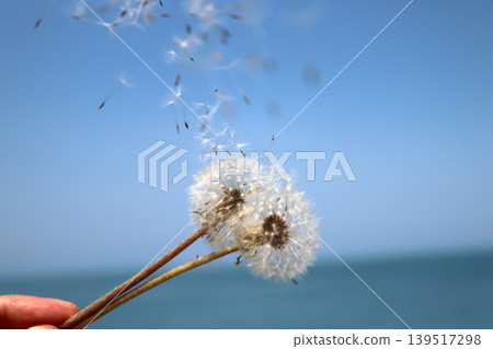 Dandelion in hand in front of blue sky Dandelion in hand in front of blue sky 139517298
