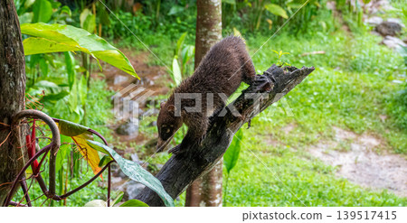 Coati Standing on a Tree Stump in Costa Rican Rainforest 139517415