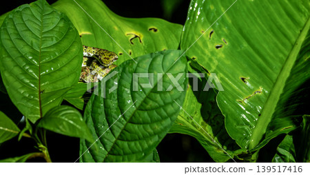 Close Up of a Viper in Leaves at Night in Costa Rican Rain Forest Close Up of a Viper in Leaves at Night in Costa Rican Rain Forest 139517416