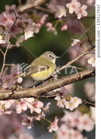 Blue-headed vireo perched on a cherry blossom branch Blue-headed vireo perched on a cherry blossom branch 139517432