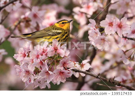 Cape May warbler perched on a cherry blossom branch Cape May warbler perched on a cherry blossom branch 139517433
