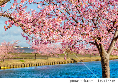 Kasamatsu Kawazu Cherry Blossom Road (February, Sunny) Kasamatsu Kawazu Cherry Blossom Road (February, Sunny) 139517746