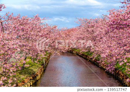 Kasamatsu Kawazu Cherry Blossom Road (February, Sunny) Kasamatsu Kawazu Cherry Blossom Road (February, Sunny) 139517747