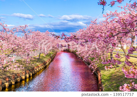 笠松河津櫻花大道（二月，晴天） 139517757