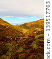 A winding path through a vibrant, sun-drenched moorland. 139517763