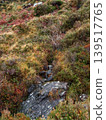 A small stream flows over dark rocks and through dense mountain vegetation including orange ferns and green shrubs. 139517765