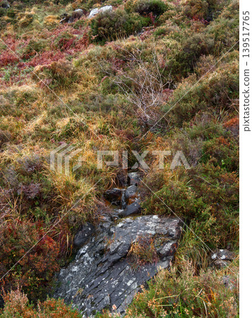 A small stream flows over dark rocks and through dense mountain vegetation including orange ferns and green shrubs. 139517765