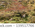 A lone hawthorn tree with red berries stands on a rocky mountain slope covered in autumn ferns and green vegetation. 139517766