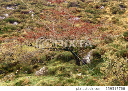 A lone hawthorn tree with red berries stands on a rocky mountain slope covered in autumn ferns and green vegetation. A lone hawthorn tree with red berries stands on a rocky mountain slope covered in autumn ferns and green vegetation. 139517766