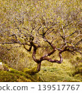 A unique tree with a mossy, gnarled trunk and twisted branches with sparse green leaves stands on a natural hillside. 139517767