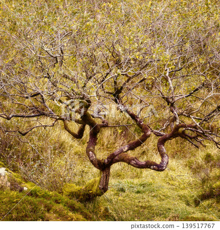 A unique tree with a mossy, gnarled trunk and twisted branches with sparse green leaves stands on a natural hillside. 139517767