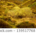 A vibrant hillside covered in golden foliage under bright sunlight. 139517768