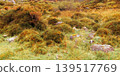 Lush, sun-drenched vegetation blankets a rolling hill with a warm, inviting glow. 139517769