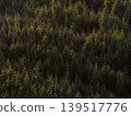 Dense evergreen trees fill a vast natural forest. Morning sunlight creates highlights on the tree tops and deep shadows below. The view shows a rich texture of green foliage across the landscape. 139517776