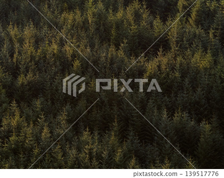 Dense evergreen trees fill a vast natural forest. Morning sunlight creates highlights on the tree tops and deep shadows below. The view shows a rich texture of green foliage across the landscape. 139517776