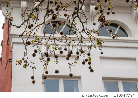 London plane branch with round seed ball and small spring leaf hangs in front of white facade, arched window, red wall. Botany education, urban nature, seasonal marketing, architecture London plane branch with round seed ball and small spring leaf hangs in front of white facade, arched window, red wall. Botany education, urban nature, seasonal marketing, architecture 139517784