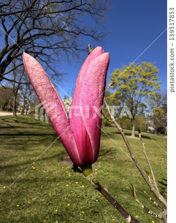 Bright Purple Magnolia Bud Bright Purple Magnolia Bud 139517853