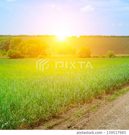 Bright Summer Sunrise over Green Wheat Field and Rural Landscape Bright Summer Sunrise over Green Wheat Field and Rural Landscape 139517983