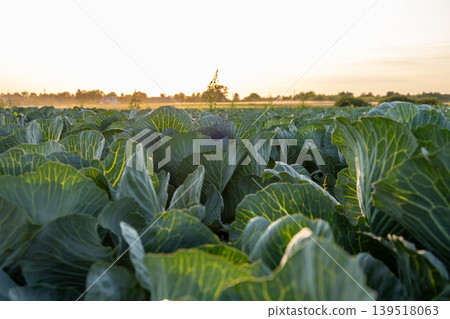 Rows of green cabbage plants grow in a field as the sun sets, casting warm light over the landscape and farms in the background Rows of green cabbage plants grow in a field as the sun sets, casting warm light over the landscape and farms in the background 139518063