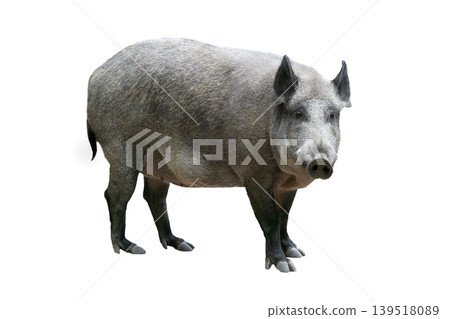 wild pig isolated on white background 139518089