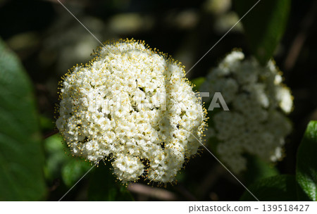 Photo of white flowers in natural green foliage reflects the theme of ecology and forest flora. Photo of white flowers in natural green foliage reflects the theme of ecology and forest flora. 139518427