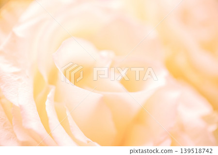 Close-up of soft white rose petals with delicate textures illuminated by warm light, creating a serene and gentle floral composition in a natural setting Close-up of soft white rose petals with delicate textures illuminated by warm light, creating a serene and gentle floral composition in a natural setting 139518742
