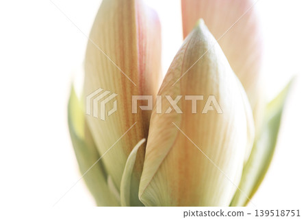 Close-up of delicate flower buds with soft pink and cream hues, showcasing intricate petal textures against a bright, neutral background Close-up of delicate flower buds with soft pink and cream hues, showcasing intricate petal textures against a bright, neutral background 139518751