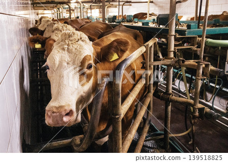Cows in pens on a modern dairy farm. Animals in a cowshed at an agricultural enterprise. Mechanized milking of cattle. 139518825