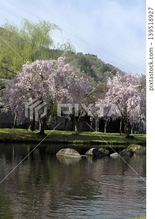 Japan, Niigata, Echigo Yuzawa, Central Park, Weeping Cherry Tree Japan, Niigata, Echigo Yuzawa, Central Park, Weeping Cherry Tree 139518927