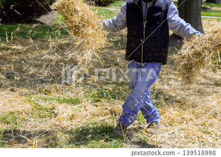 Person works with straw in yard while preparing ground for planting new crops Person works with straw in yard while preparing ground for planting new crops 139518998