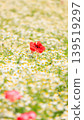 花田裡盛開著紅色的花朵 139519297